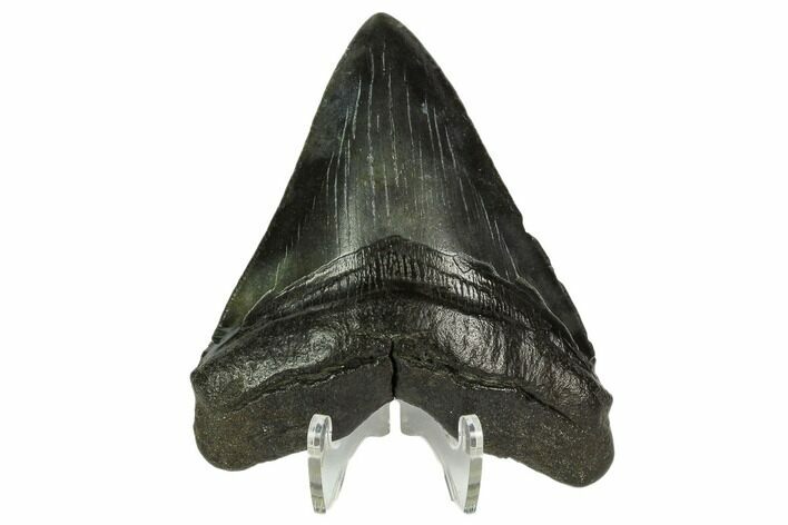 Fossil Megalodon Tooth - South Carolina #124189